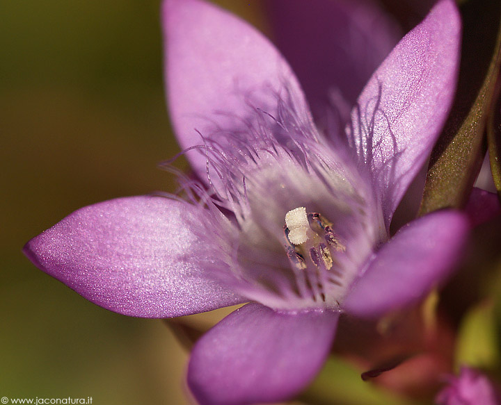 Gentiana ramosa?